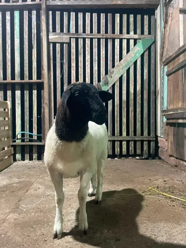 Ovelha dorper