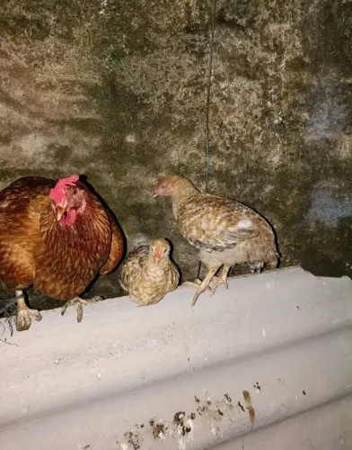 Galinha é dois frango pra doar