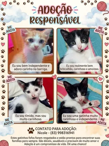 4 gatos para adoção