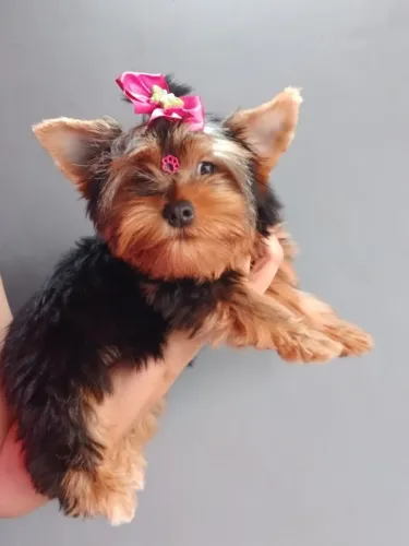 Yorkshire terrier femea micro