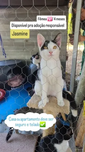 Gatinho pra adoção 