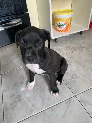 Filhote de American bully