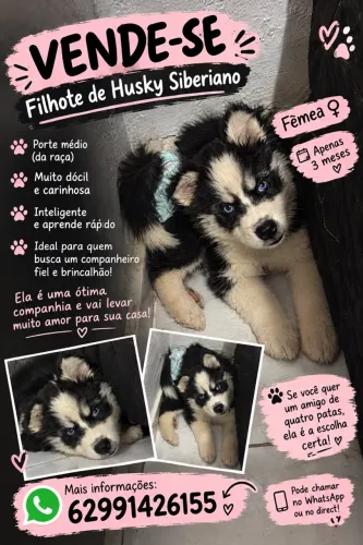 Vende-se husky siberiano 