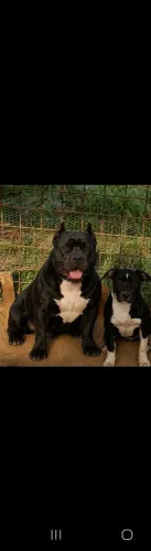 American stafordshire terrier 