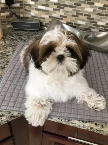Shihtzu Um novo motivo para chegar em casa sorrindo