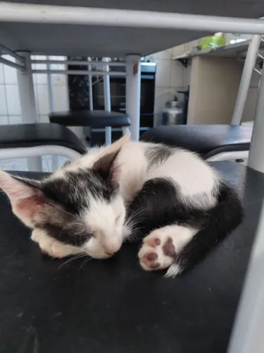 Gatinhos machos para adoção