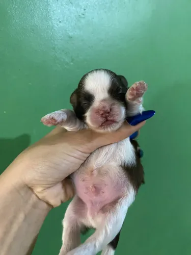 shitzu+shipoo