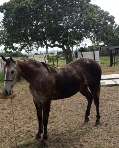 VENDO POTRA QUARTO DE MILHA PURA 1 ANO E 8 MESES