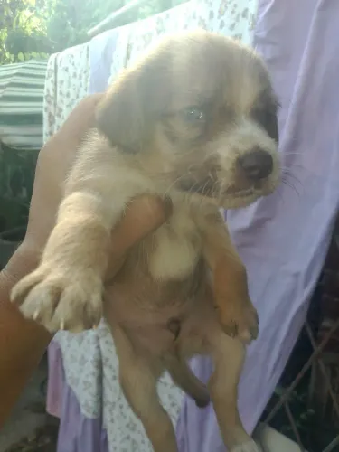 Lindo filhotes srd para adoção