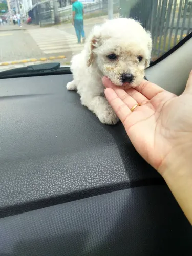Poodle Toy Filhotinho Macho Maravilhoso. 