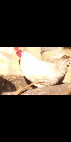 Galo Garnizé Galizé Garnize