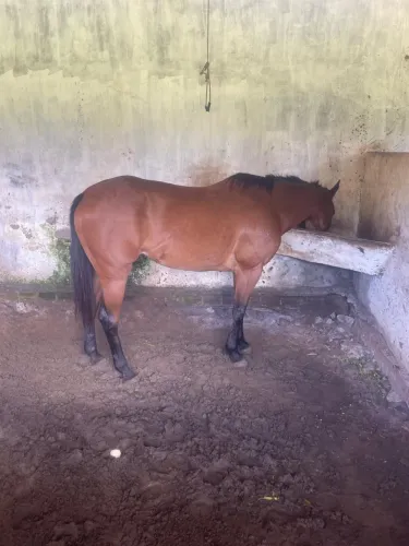 Égua de direita campeã vaquejada