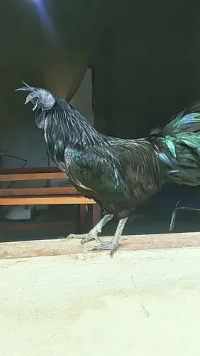 Vendo casal de ayan cemani 