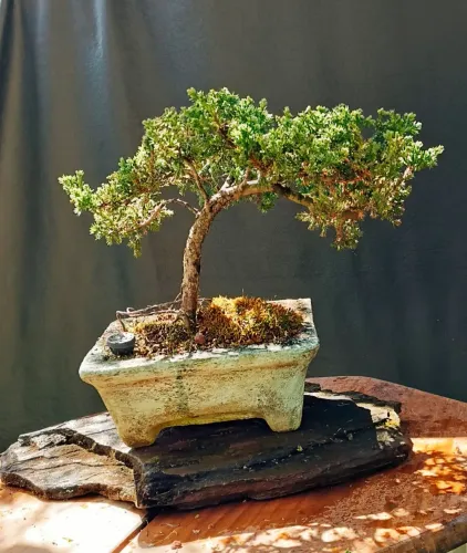 Bonsai de juniperus horizontalis
