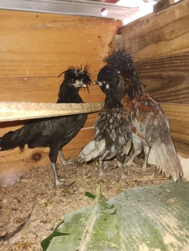 Vendo 3 Polonês 1 macho e 2 fêmeas 