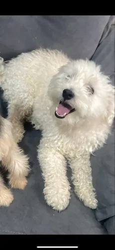 Doação de cachorro 