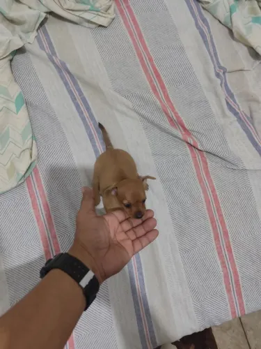 Pinscher fêmea 