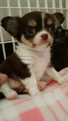 Chihuahua carinhoso 