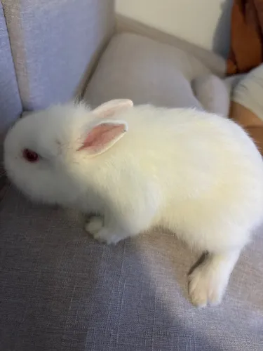 Mini coelho