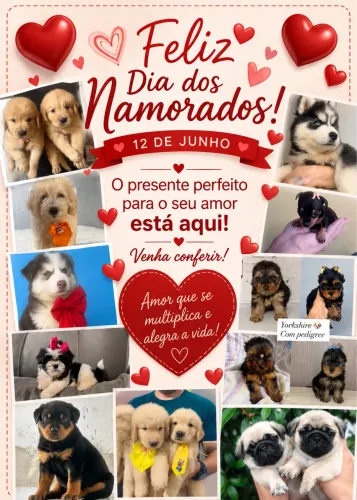 Filhote de raça com pedigree 