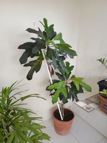 Vendo plantas