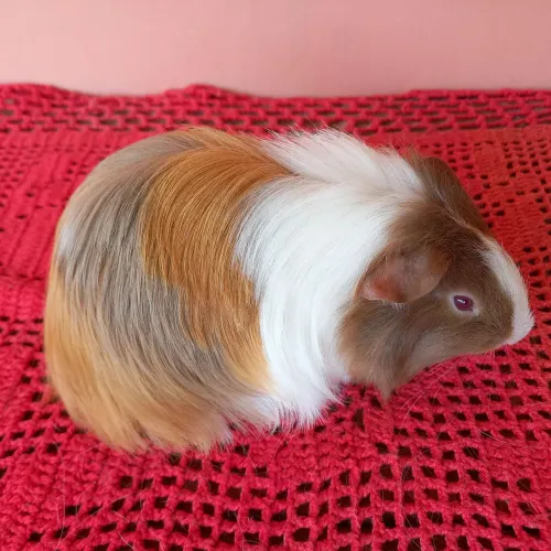 Porquinho da Índia Sheltie pelos longos