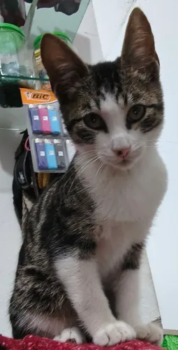Doação de gato tem 7 meses