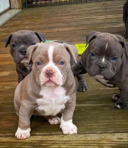 American Bully - Um Cão Para Quem Aprecia Porte E Personalidade 