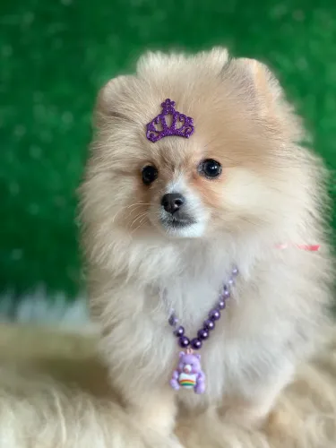 Lulu da Pomerania anão fêmea linhagem Merle