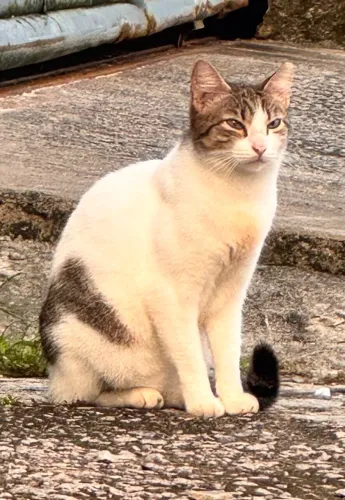 Adoção responsável - Gata saudável e castrada
