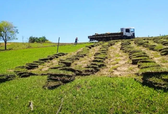 Grama mato grosso para Londrina e região.