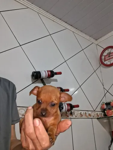 Vendo pincher femia 0 com 1.