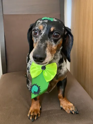 Procuro fêmea Dachshund para cruza - macho dapple (mofado) 