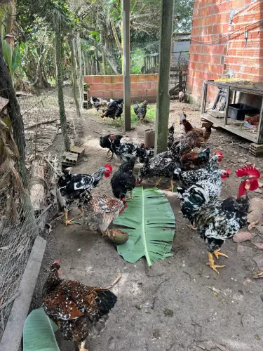 Pra vender ovos galados , frangos e frangas