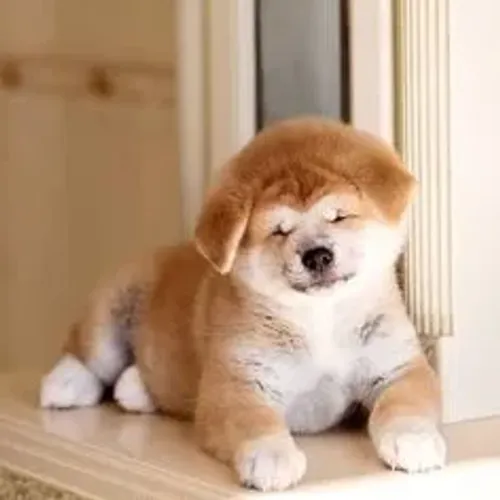 Akita Inu Filhotes