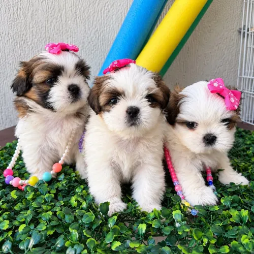Shih Tzu fêmeas mini - Focinho 0