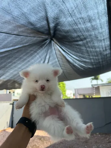Filhote Spitz Alemão Lulu da Pomerânia - fêmea