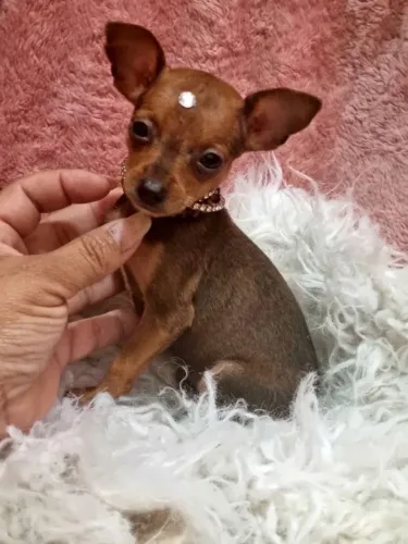 Pinscher zerinhos a pronta entrega e vermífugados