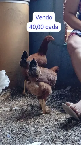 GALINHA DIVERSOS PREÇOS | FAÇO ENTREGA COM TAXA