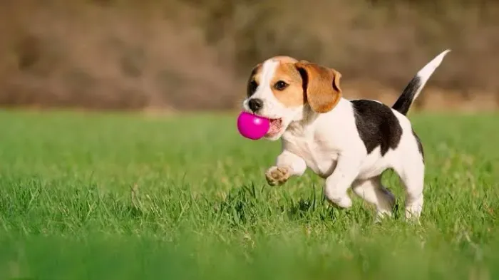 Beagle filhotes com pedigree