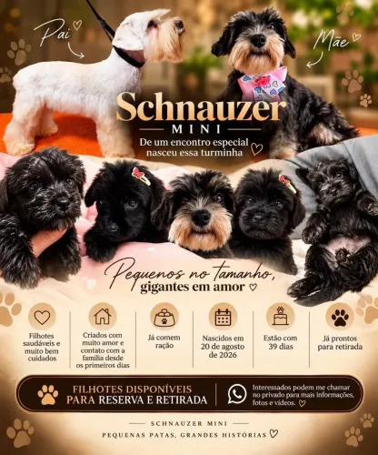 Vende-se filhote de Schnauzer mini