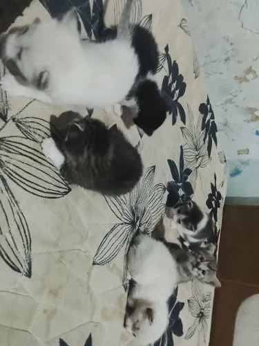 Gatinhos filhotes para doação 