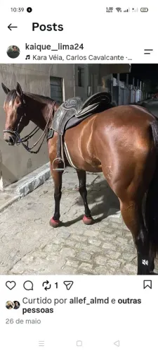 Potra P.O Genética Corrida e Vaquejada