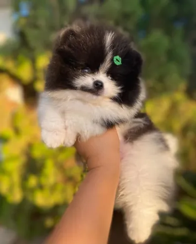 Spitz Alemão Anã Fêmea!! Mocinha Liberada.