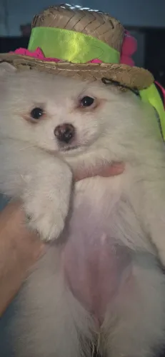 Spitz alemão