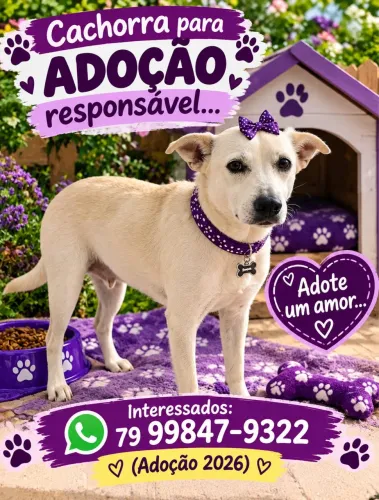 Adoção 