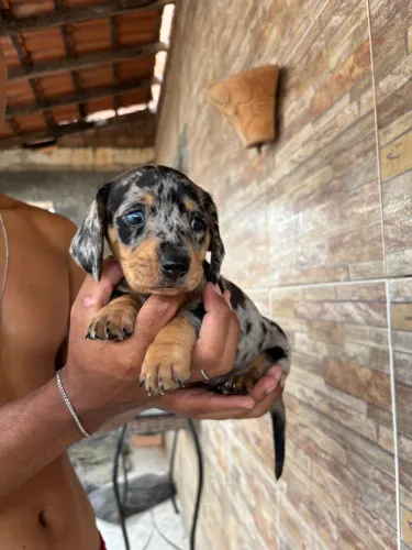 Linda Basset Arlequim