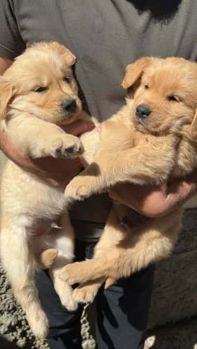 Últimos filhotes disponíveis de Golden Retriever