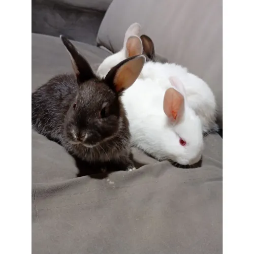 Coelhos