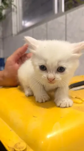 Gatos para adoção